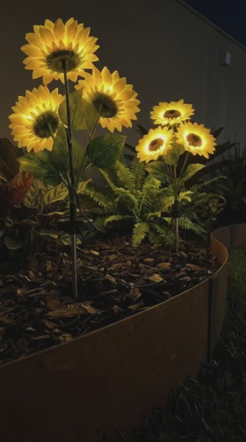 Girasoles Solares Macondo
