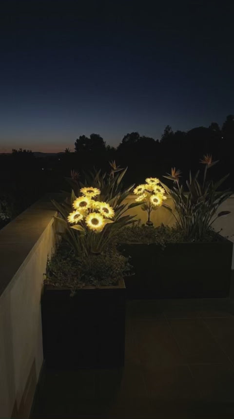 Girasoles Solares Macondo