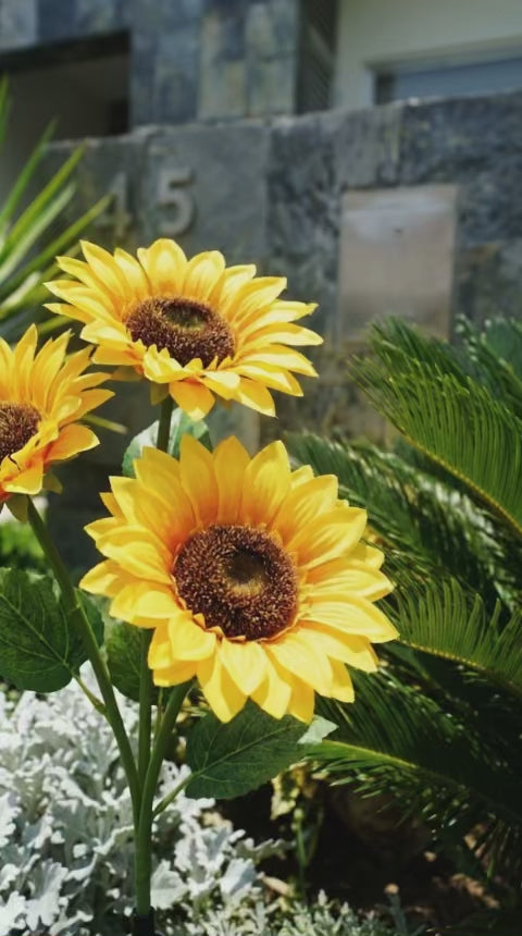 Girasoles Solares Macondo