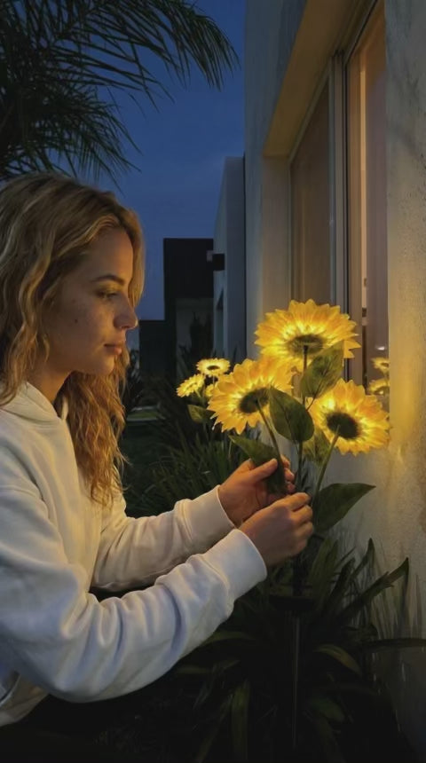 Girasoles Solares Macondo